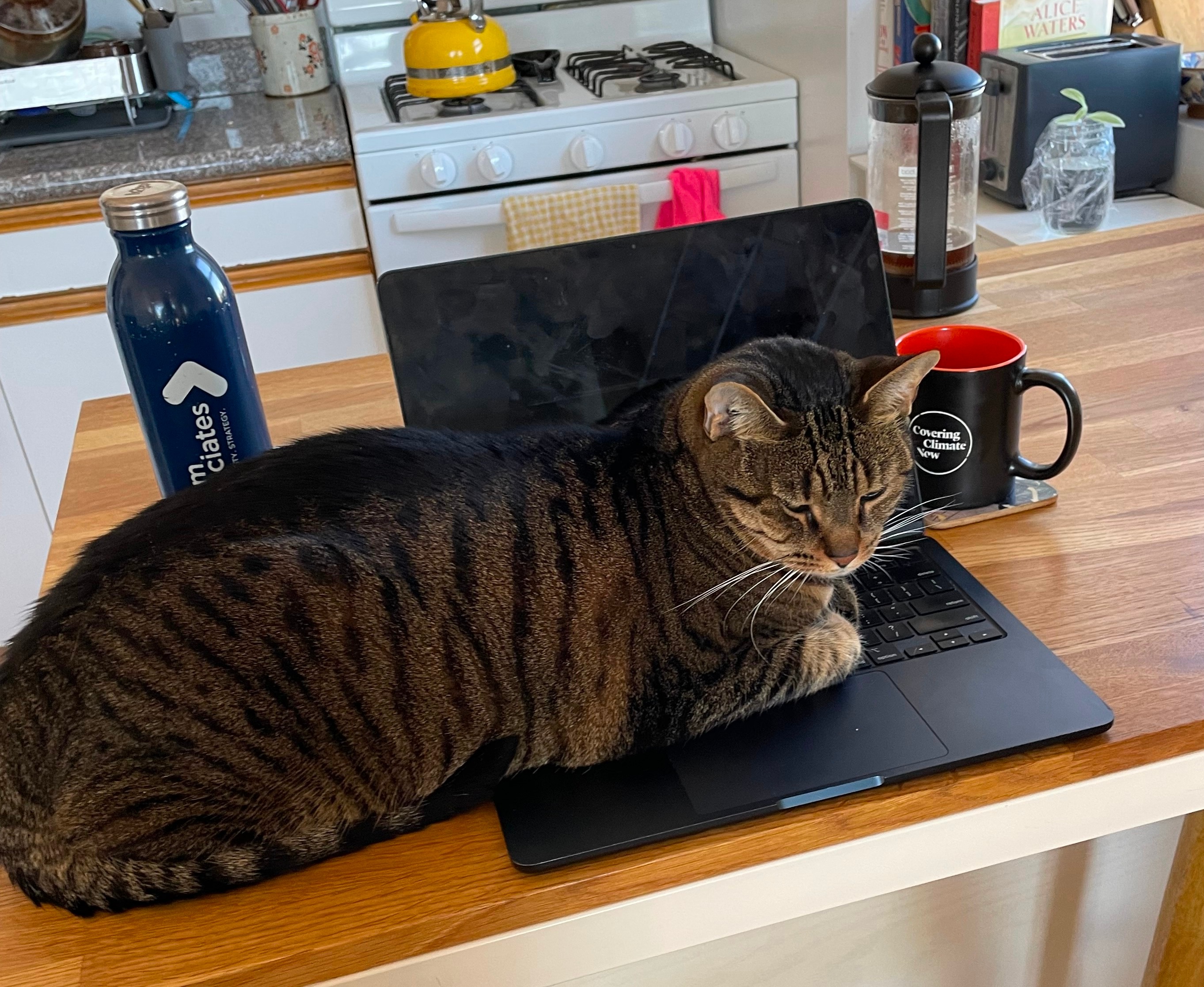 cat sitting over a computer on a wooden table